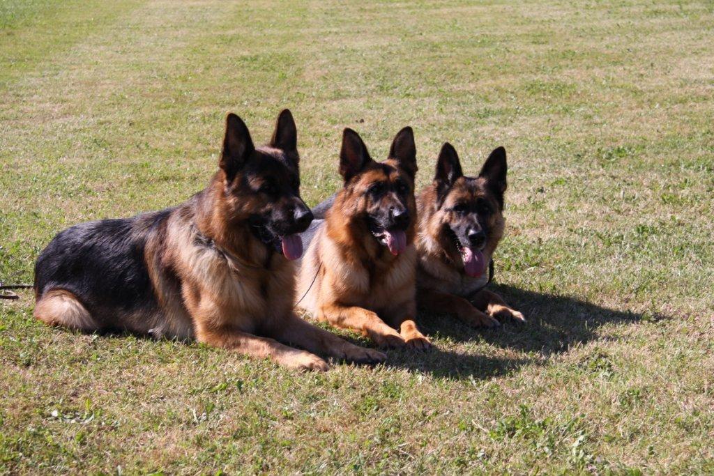 Ken & Kimba & Fenja