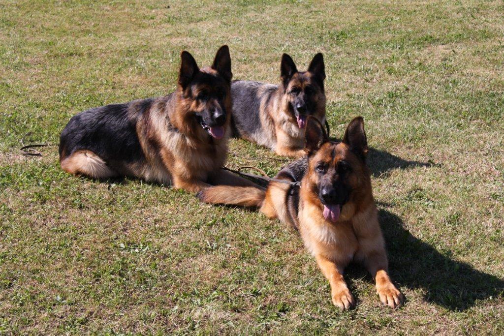 Ken & Fenja & Kimba