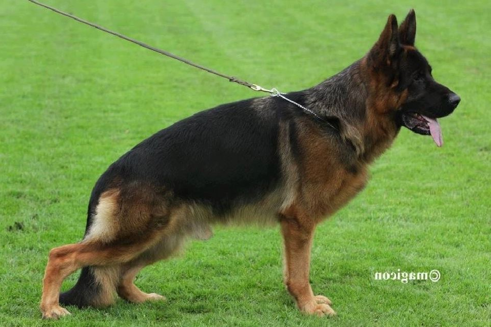 Cyrus vom Osterberger Land