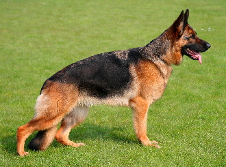Ambra vom Team Baierblick
