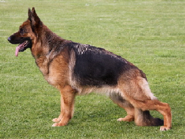 Bella vom Team Baierblick